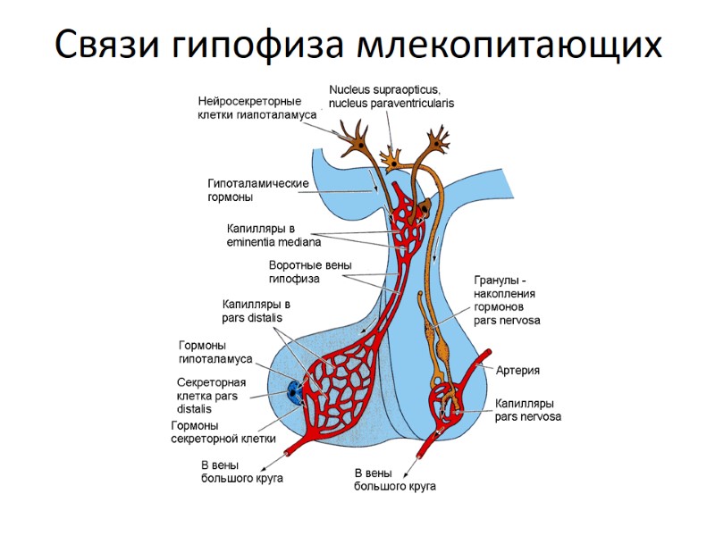 Связи гипофиза млекопитающих